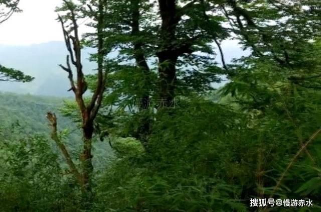 我只交了医疗保险,没交养老保险,可以办社保卡吗?-全面解答你的问题